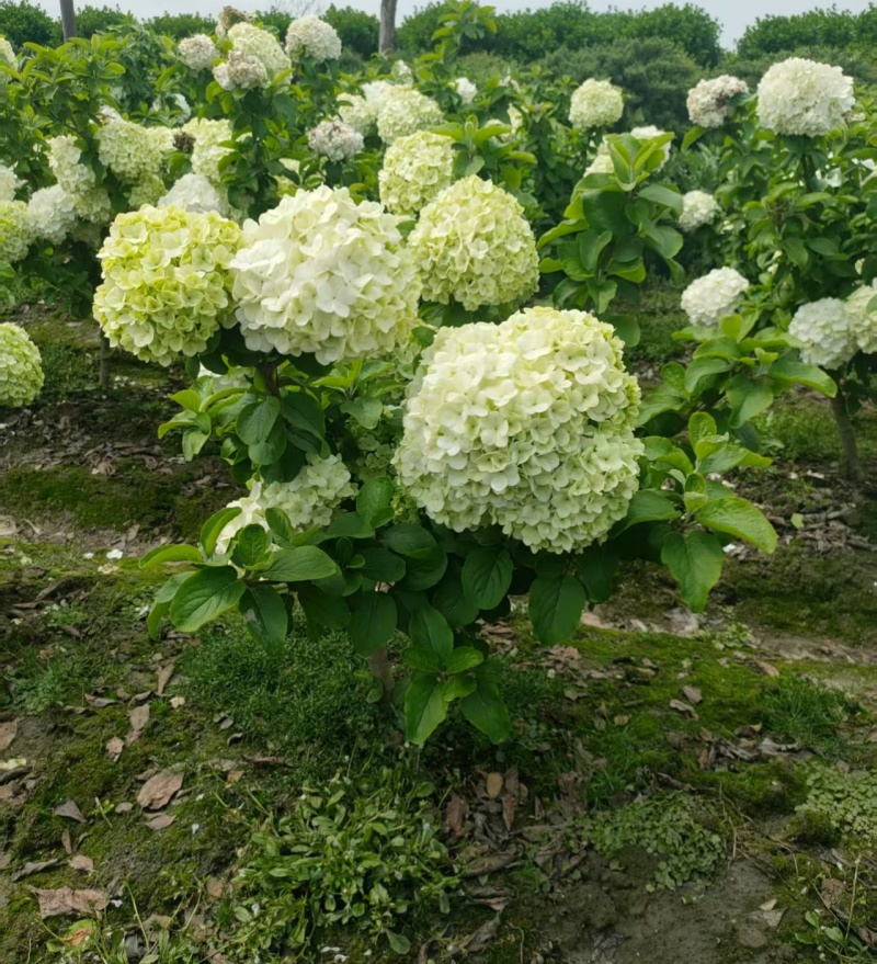 中华木绣球小毛球高度40一50cm，基地有量，欢迎订购