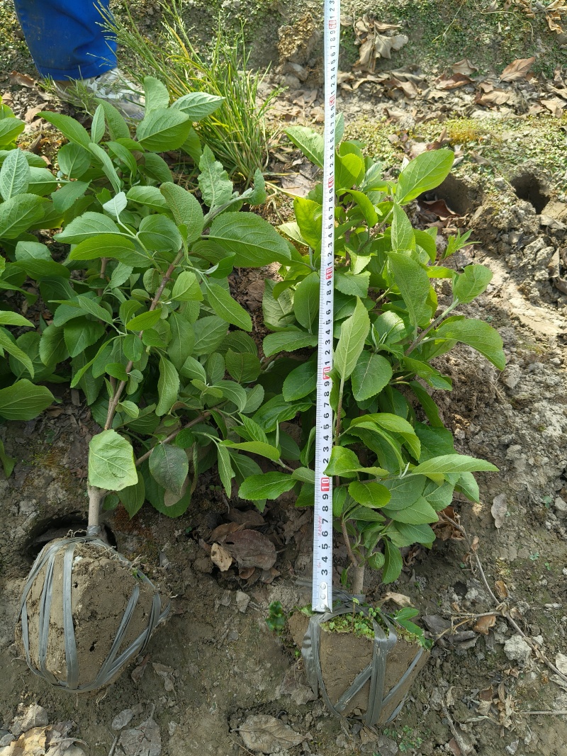 中华木绣球小毛球高度40一50cm，基地有量，欢迎订购