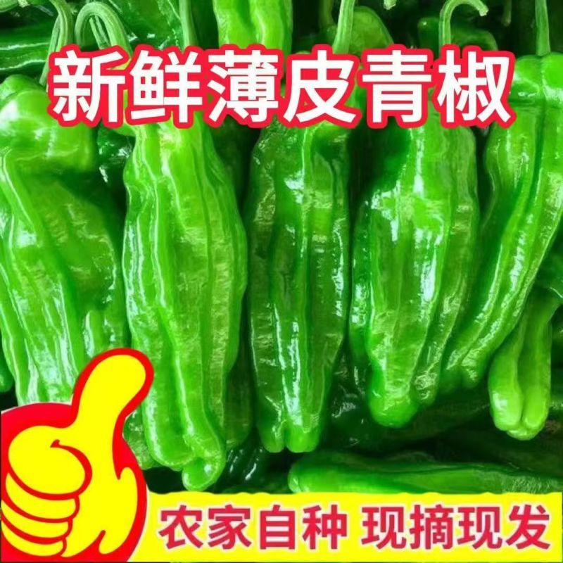 【推荐】江苏淮安薄皮椒基地直发对接商超团购供应链一条龙