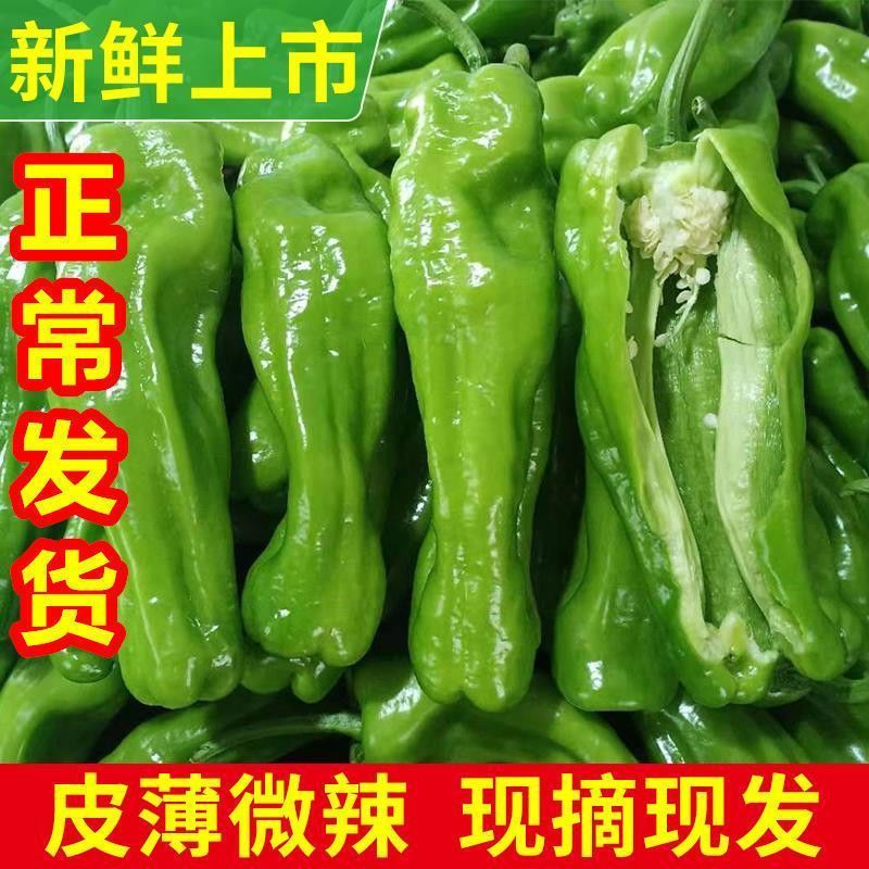 【推荐】江苏淮安薄皮椒基地直发对接商超团购供应链一条龙