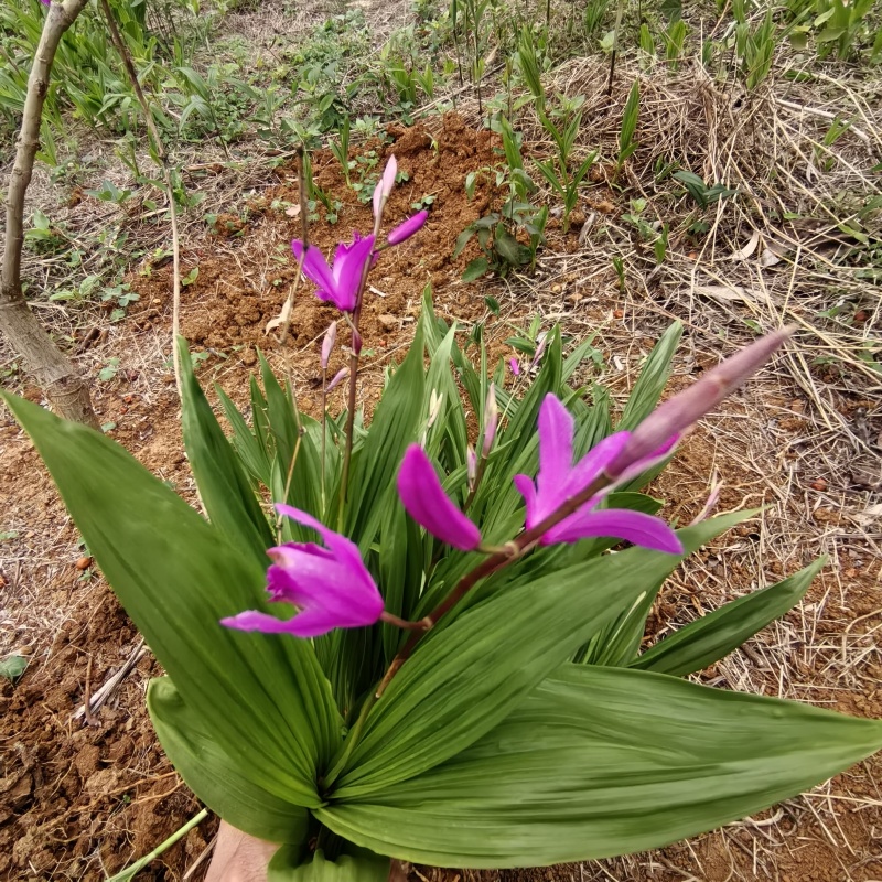 白及/白芨种苗/紫花三叉大白及/大量供应白芨根茎苗/