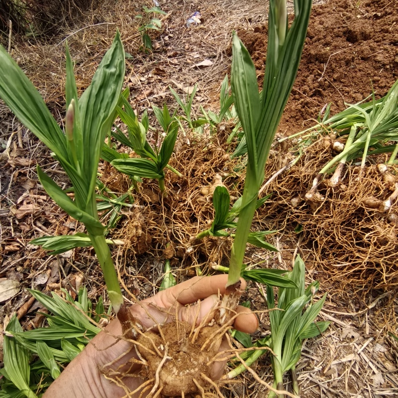 白及/白芨种苗/紫花三叉大白及/大量供应白芨根茎苗/