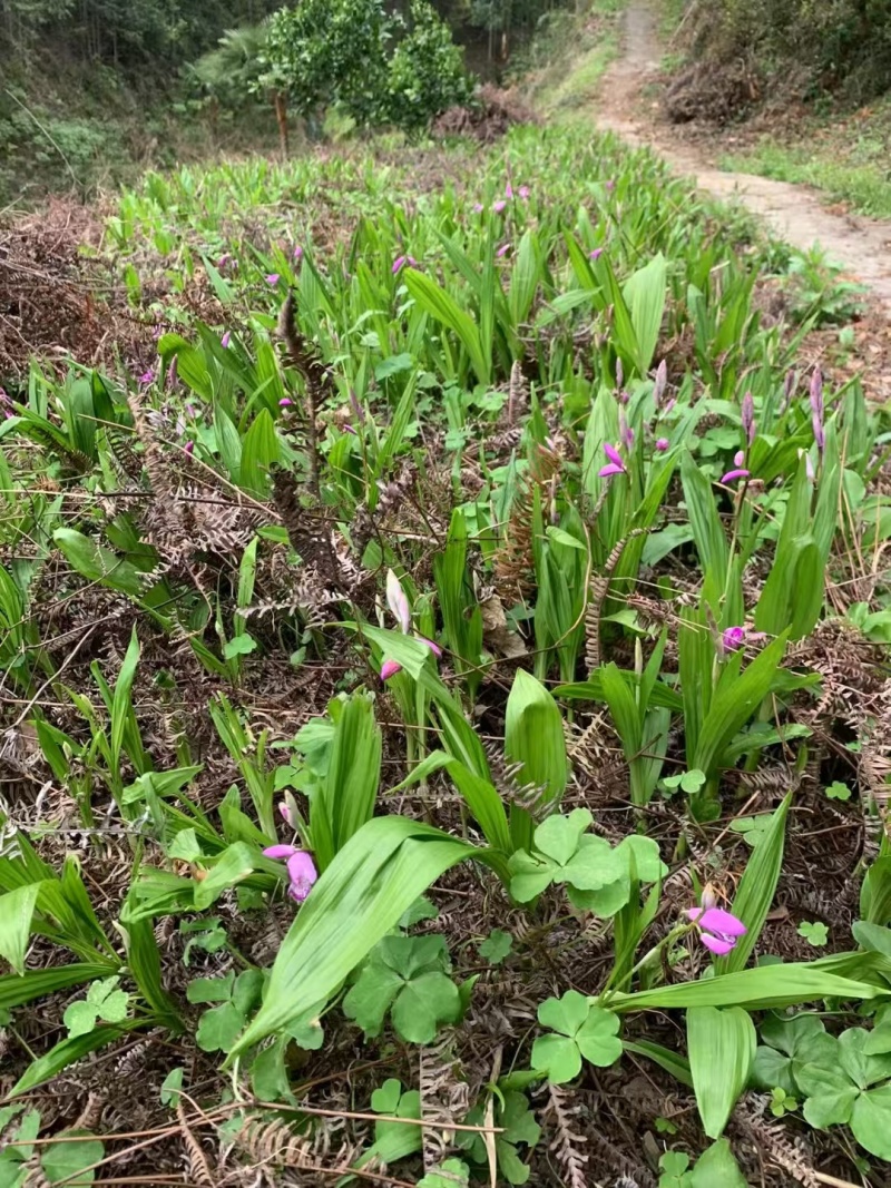 白及/白芨种苗/紫花三叉大白及/大量供应白芨根茎苗/