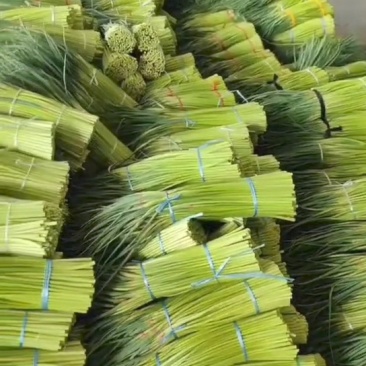 2026年新蒜苔红帽蒜苔白帽蒜苔常年代收代存，常年有货
