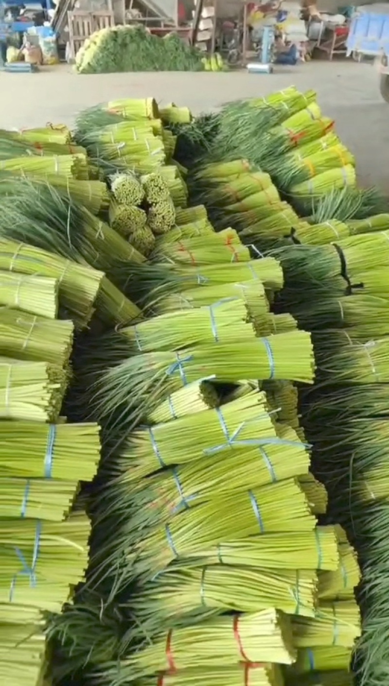2026年新蒜苔红帽蒜苔白帽蒜苔常年代收代存，常年有货