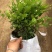 茉莉花重瓣笔尖茉莉1加仑盆
