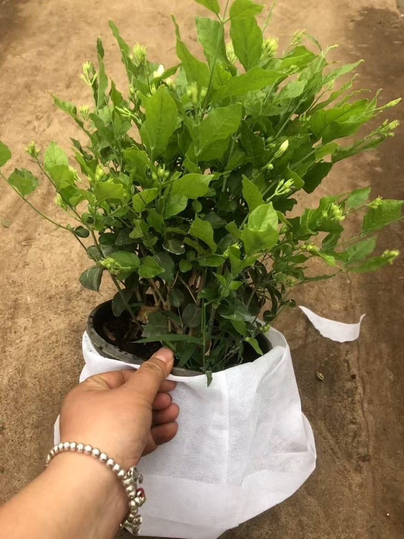 茉莉花重瓣笔尖茉莉1加仑盆