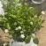 茉莉花重瓣笔尖茉莉1加仑盆
