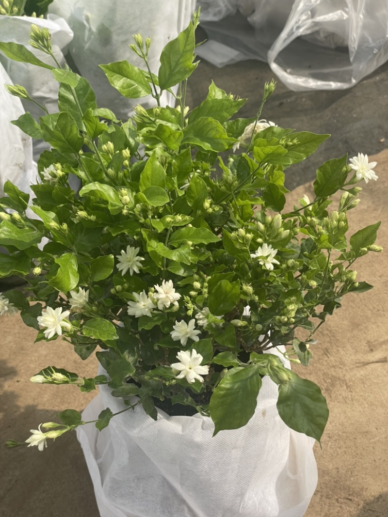 茉莉花重瓣笔尖茉莉1加仑盆