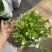茉莉花重瓣笔尖茉莉1加仑盆