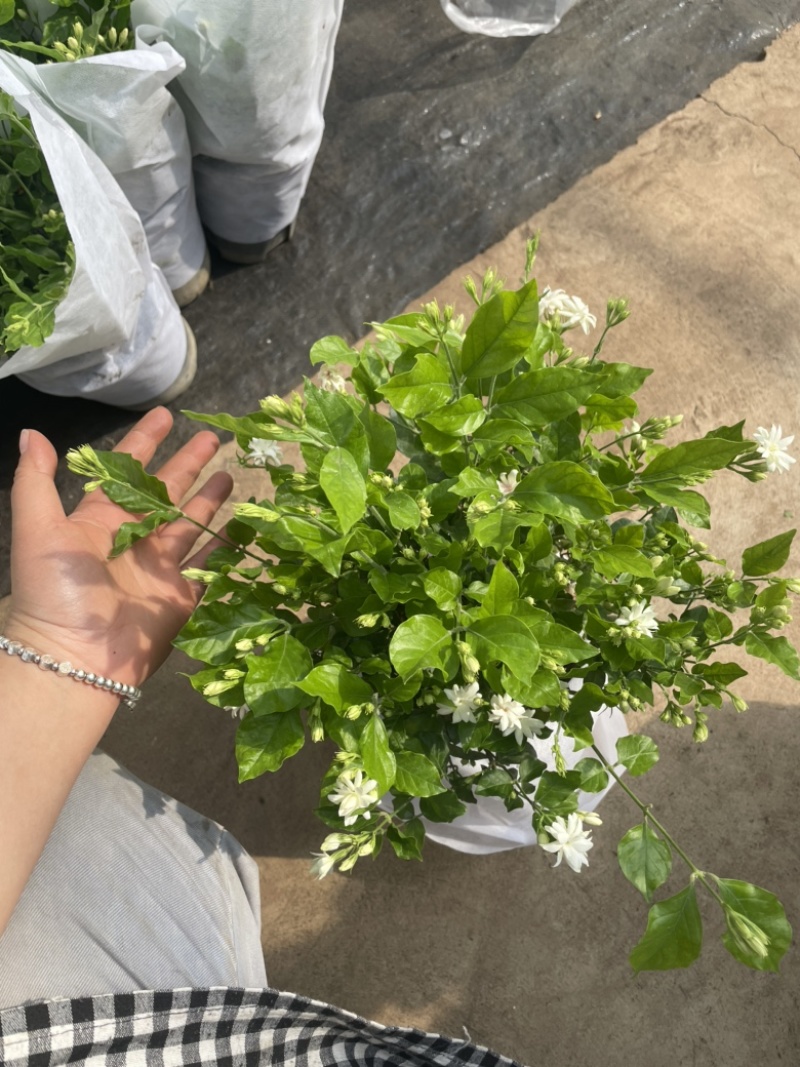 茉莉花重瓣笔尖茉莉1加仑盆