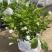 茉莉花重瓣笔尖茉莉1加仑盆