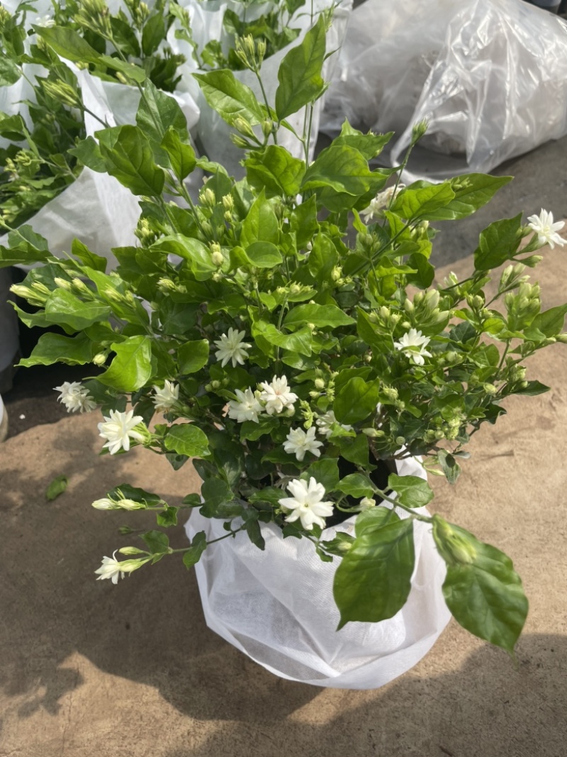 茉莉花重瓣笔尖茉莉1加仑盆