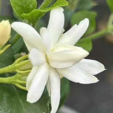 茉莉花重瓣笔尖茉莉1加仑盆