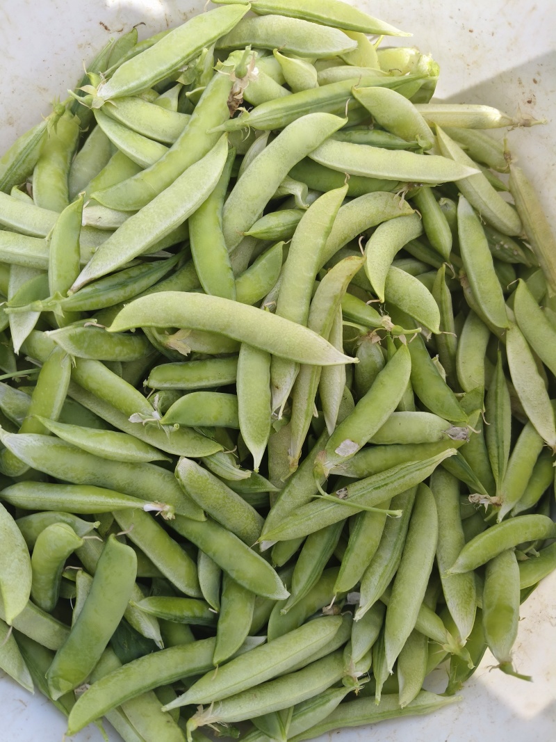 大白胡豆
