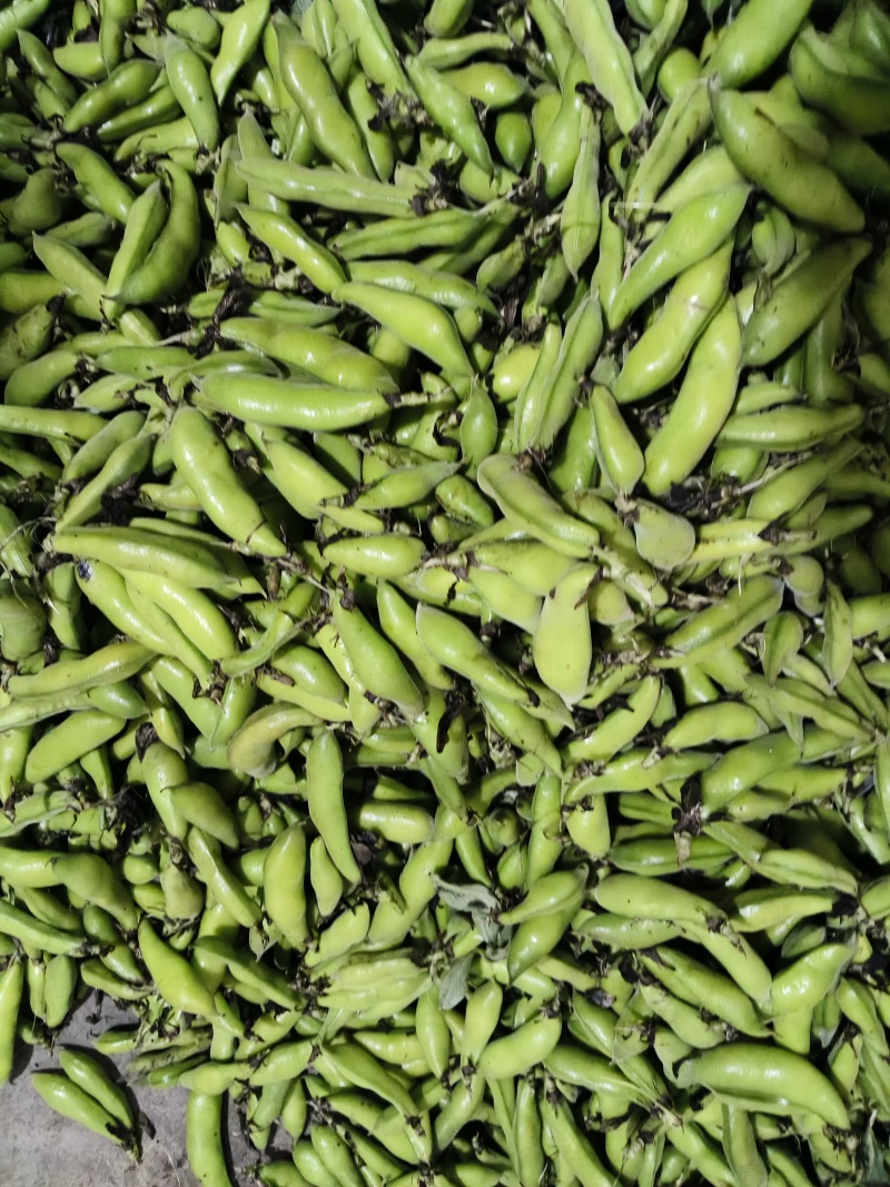 大白胡豆
