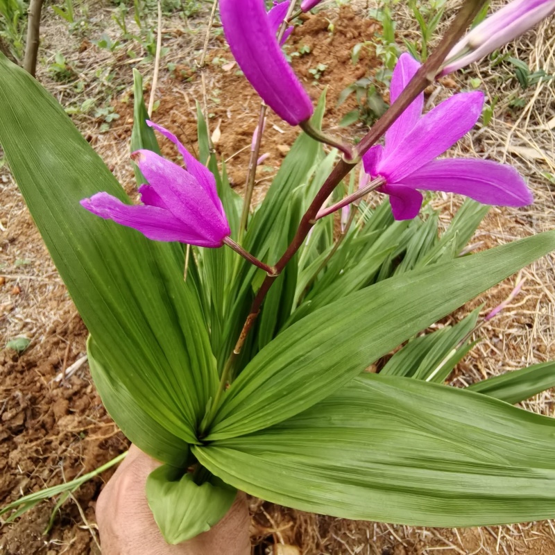白及/白及种苗/紫花三叉大白芨/大量供应产地直发
