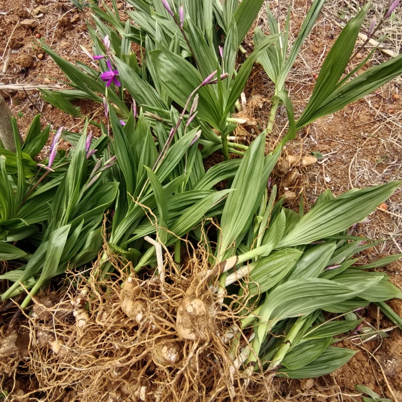 白及/白及种苗/紫花三叉大白芨/大量供应产地直发