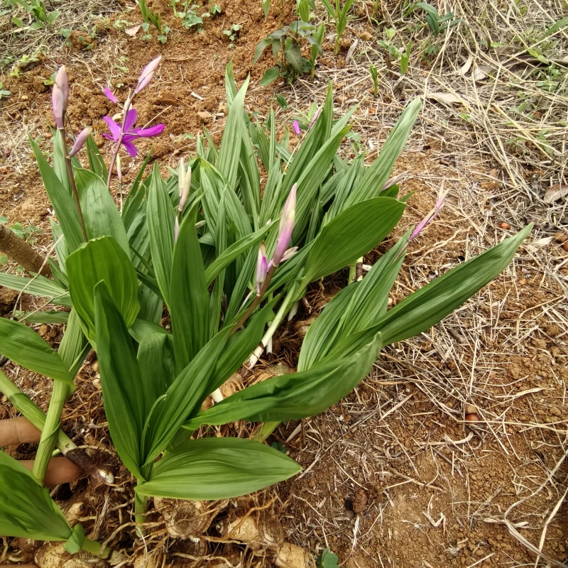 白及/白及种苗/紫花三叉大白芨/大量供应产地直发