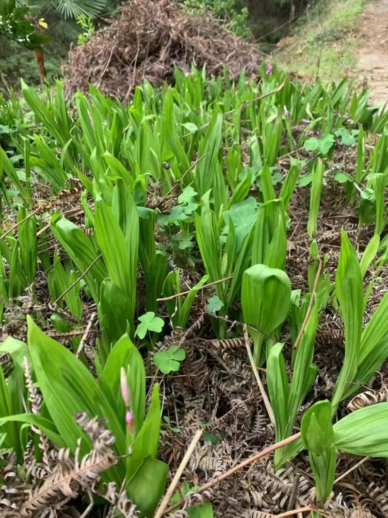 白及种苗/白芨/大量供应白及带根须鲜货干货都有/欢迎至电