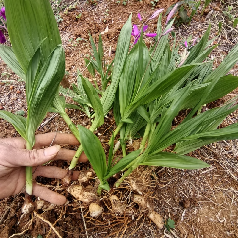 白及种苗/白芨/大量供应白及带根须鲜货干货都有/欢迎至电