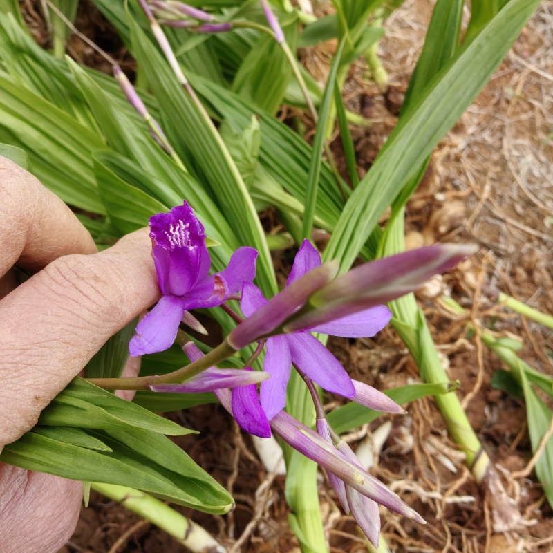 白及种苗/白芨/大量供应白及带根须鲜货干货都有/欢迎至电