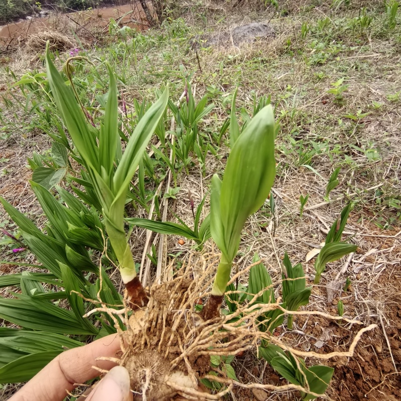 白及种苗/白芨/大量供应白及带根须鲜货干货都有/欢迎至电