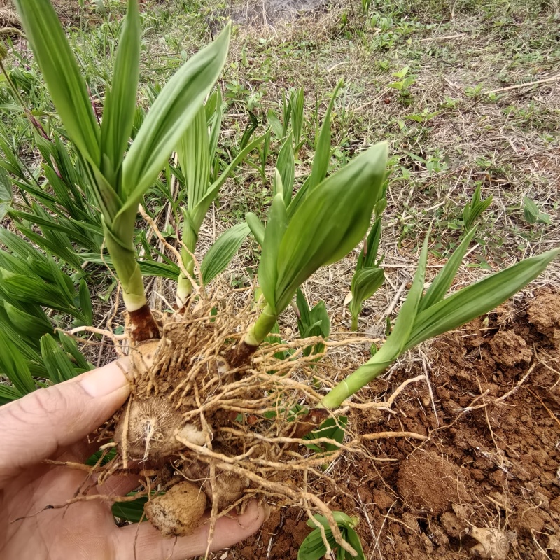 白及种苗/白芨/大量供应白及带根须鲜货干货都有/欢迎至电