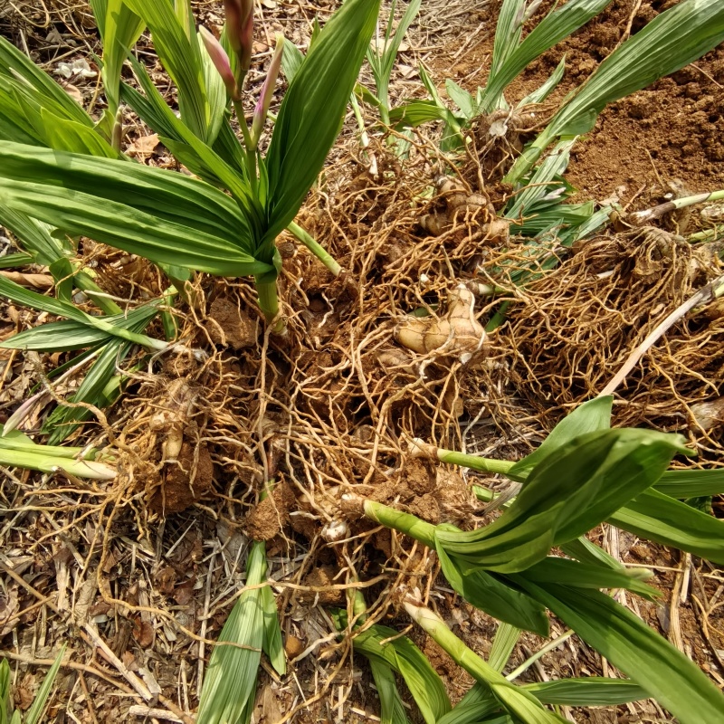 白及种苗/白芨/大量供应白及带根须鲜货干货都有/欢迎至电