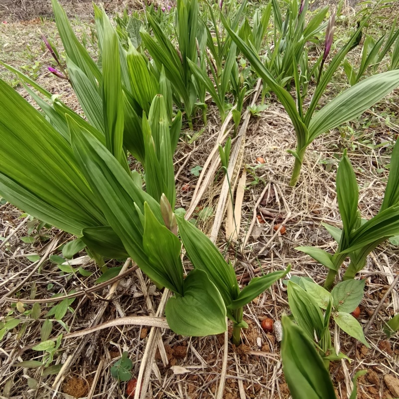 白及种苗/白芨/大量供应白及带根须鲜货干货都有/欢迎至电