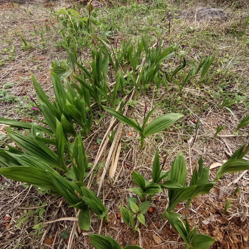 白及种苗/白芨/大量供应白及带根须鲜货干货都有/欢迎至电