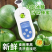 山东莘县燕店香瓜久红瑞甜玉菇甜瓜绿宝甜瓜产地直销实力供货