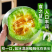 山东莘县燕店香瓜久红瑞甜玉菇甜瓜绿宝甜瓜产地直销实力供货