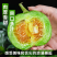山东莘县燕店香瓜久红瑞甜玉菇甜瓜绿宝甜瓜产地直销实力供货