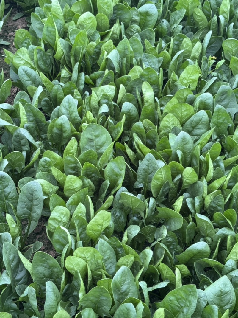 精品菠菜