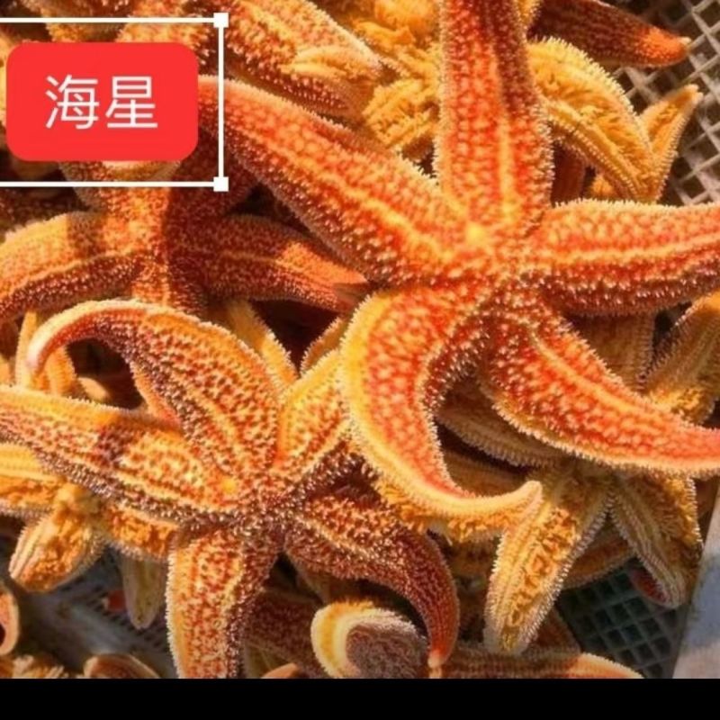 深海新货干海五星海盘车滋补煲汤泡酒佳品