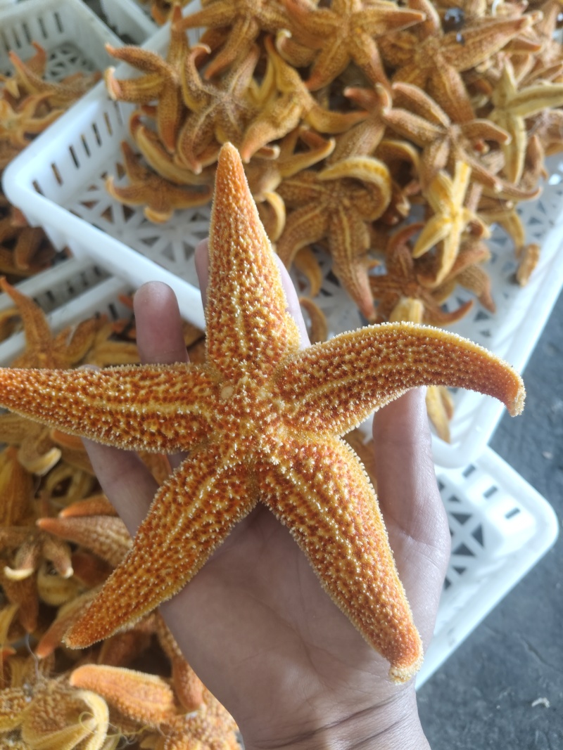 深海新货干海五星海盘车滋补煲汤泡酒佳品