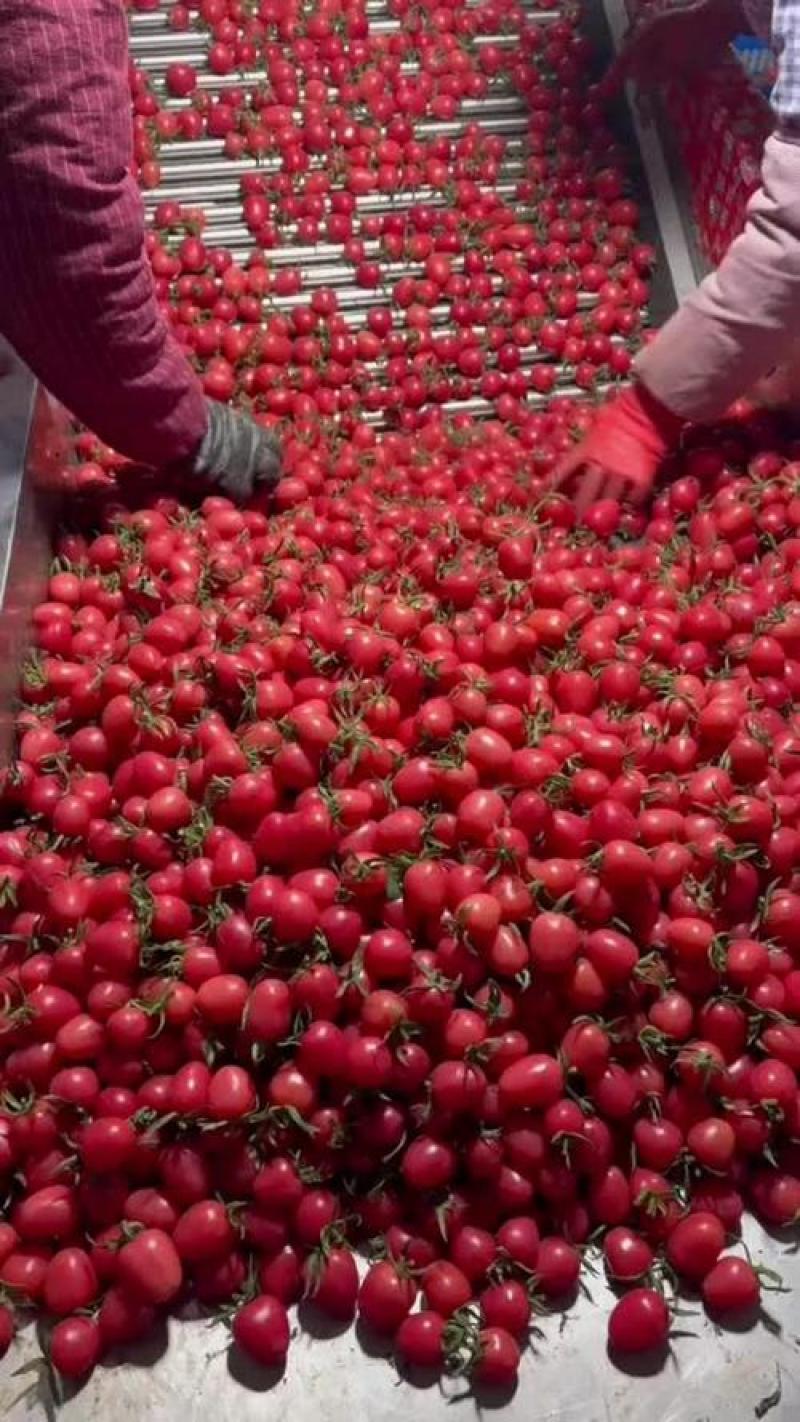 千禧圣女果产地直销实力供货电商社区商超品质保证一件起批发