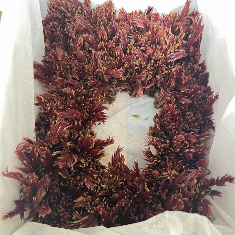 大竹红油香椿