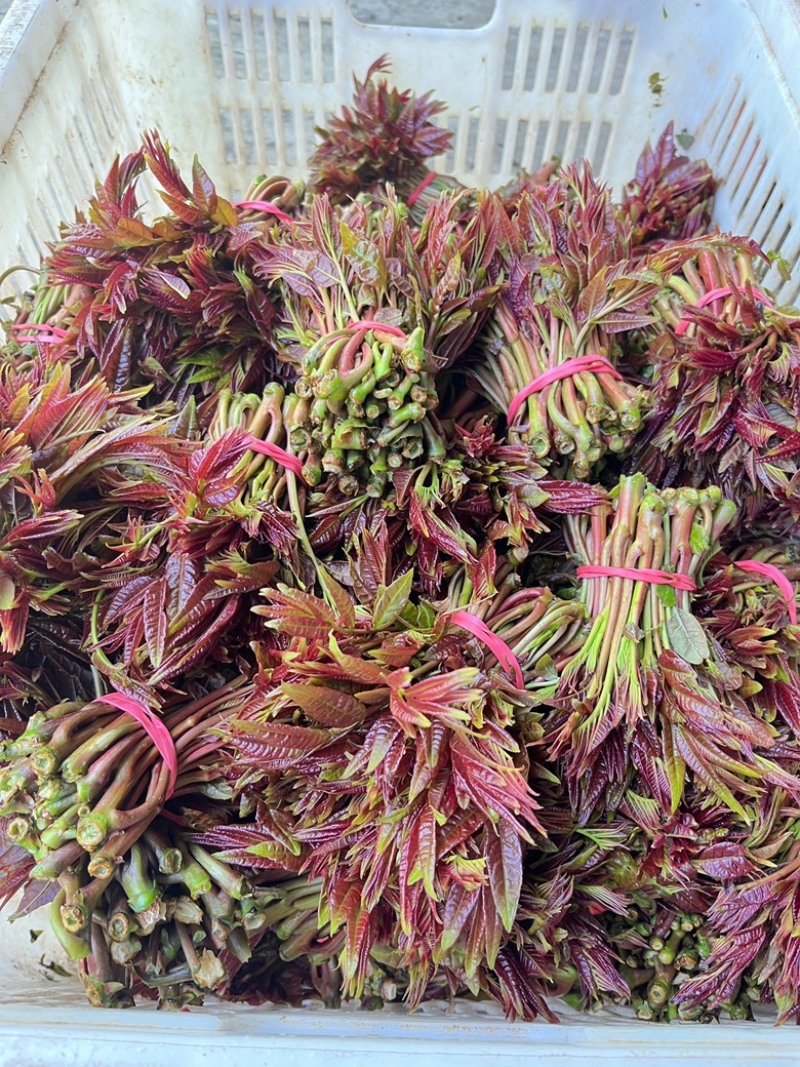 大竹红油香椿