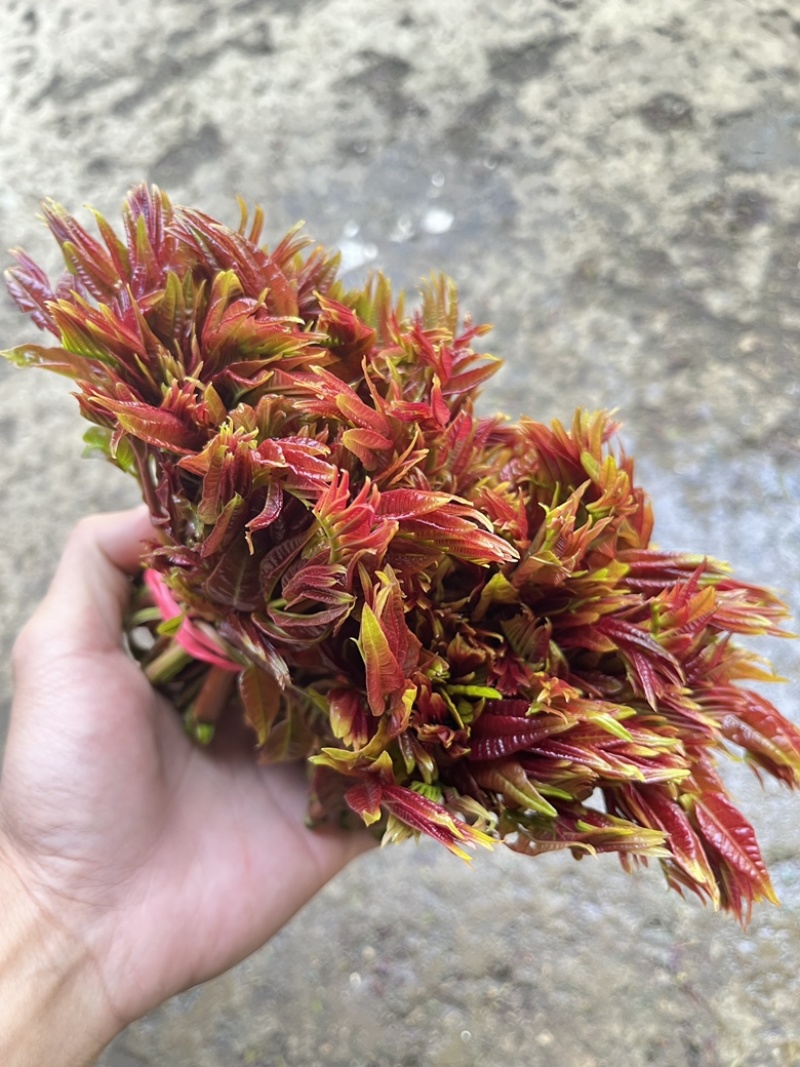 大竹红油香椿