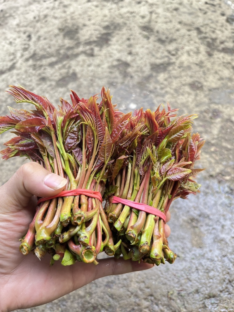 大竹红油香椿