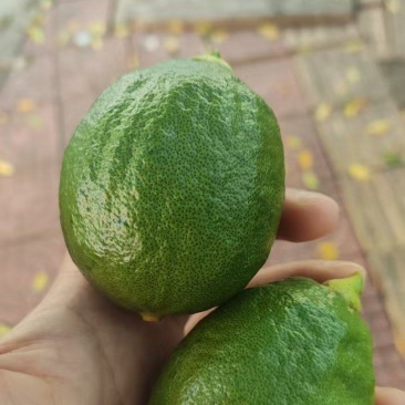 一二级果、次果，上树大量挂果需要直接电联