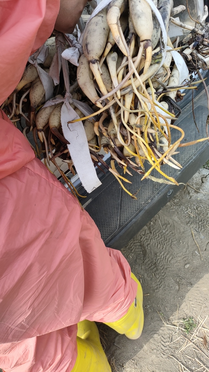 池栽荷花苗