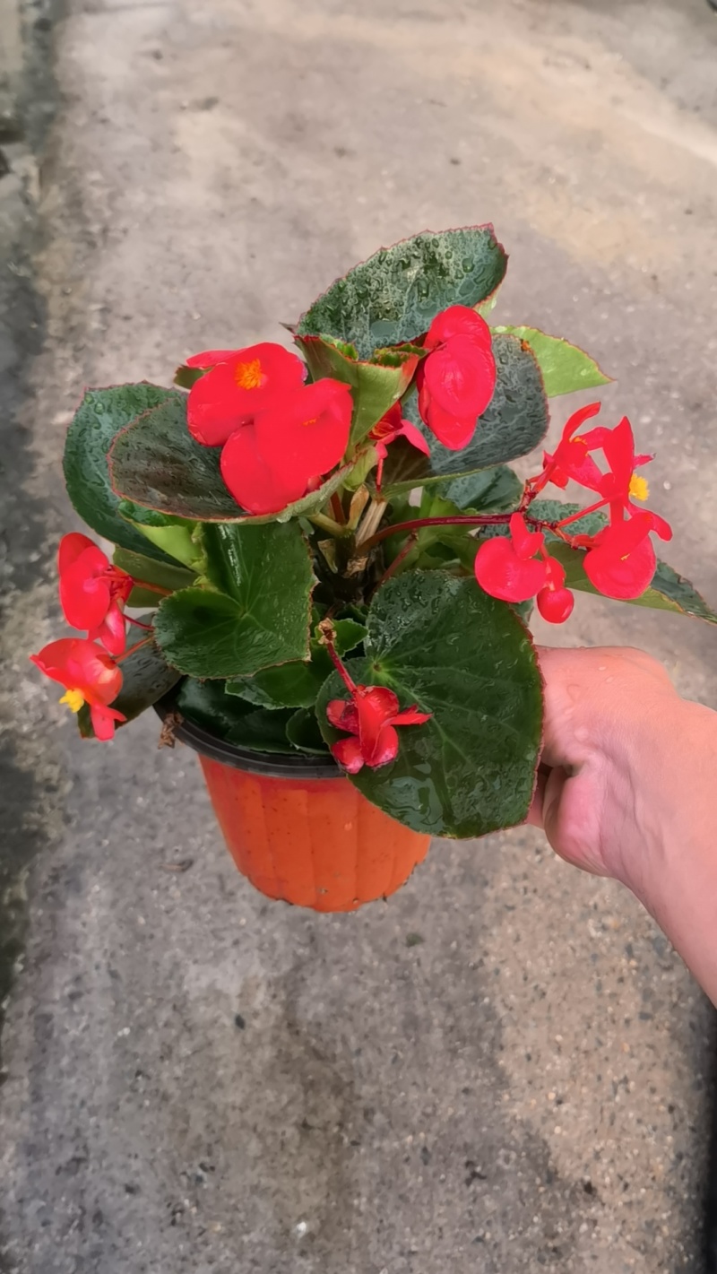 比格海棠/大花海棠多年生植物/基地直销/保质保量