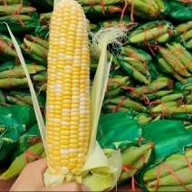 湖北水果玉米玉米大量有货产地直供