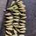 黄桷兰鲜花花朵新鲜采摘