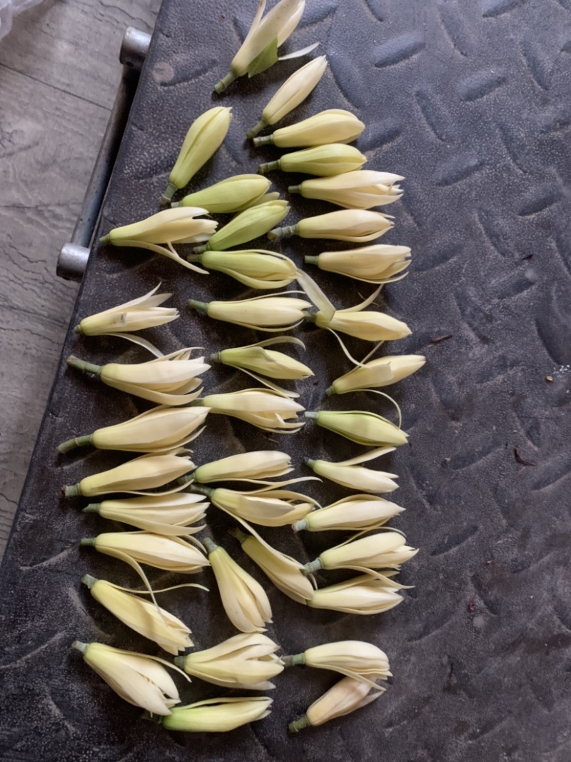 黄桷兰鲜花花朵新鲜采摘