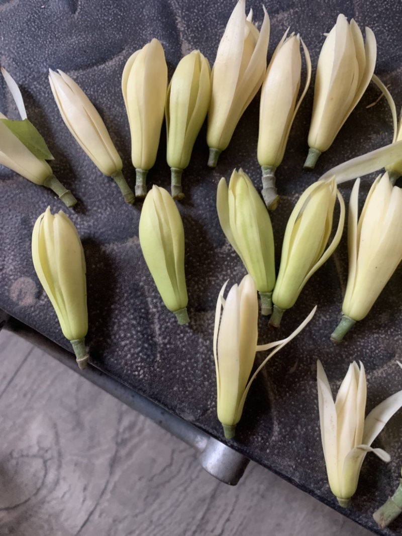 黄桷兰鲜花花朵新鲜采摘