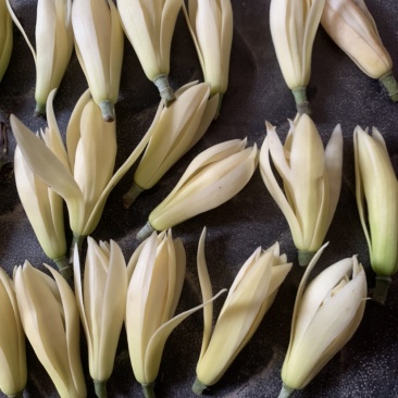 黄桷兰鲜花花朵新鲜采摘